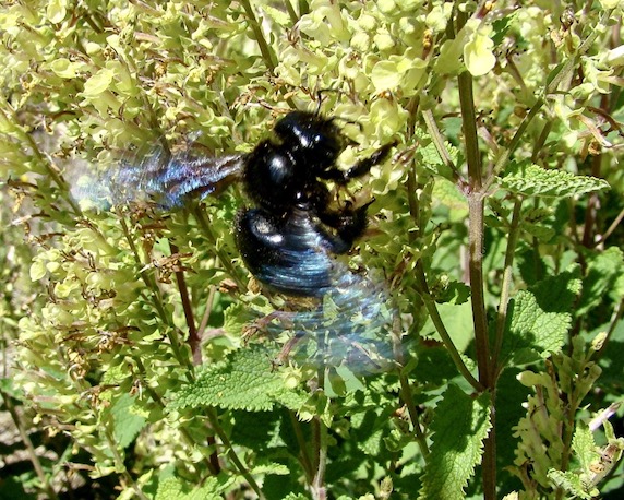 carpenter bee